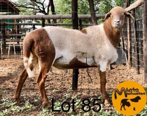 LOT 85 1 x MEATMASTER RAM Mhata Meatmasters