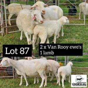 LOT 87 2+1 x VAN ROOY EWE + LAMB Voorslag (PAY PER PIECE TO TAKE THE LOT)