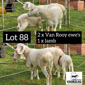 LOT 88 2+1 x VAN ROOY EWE + LAMB Voorslag (PAY PER PIECE TO TAKE THE LOT)