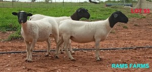 LOT 93 3 x DORPER EWE Oscar RAMonameng (PAY PER PIECE TO TAKE THE LOT)