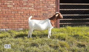 1X BOERBOK OOI/EWE LAS VACUS BOERDERY - STOET