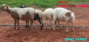 LOT 94 2+2 x MEATMASTER EWE + LAMB Oscar RAMonameng (PAY PER PIECE TO TAKE THE LOT)