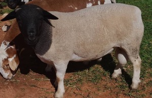 LOT 108 1 x DORPER RAM Gilbert Peacock