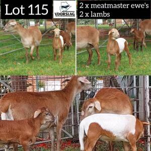 LOT 115 2+2 x MEATMASTER EWE + LAMB Voorslag (PAY PER PIECE TO TAKE THE LOT)