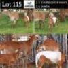 LOT 115 2+2 x MEATMASTER EWE + LAMB Voorslag (PAY PER PIECE TO TAKE THE LOT)