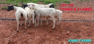 LOT 118 3+3 x MEATMASTER X EWE + LAMB Oscar RAMonameng (PAY PER PIECE TO TAKE THE LOT)