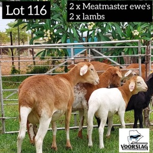 LOT 116 2+2 x MEATMASTER EWE + LAMB Voorslag (PAY PER PIECE TO TAKE THE LOT)