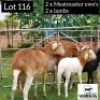 LOT 116 2+2 x MEATMASTER EWE + LAMB Voorslag (PAY PER PIECE TO TAKE THE LOT)