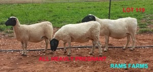 LOT 119 3 x DORPER EWE Oscar RAMonameng (PAY PER PIECE TO TAKE THE LOT)