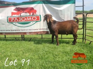 LOT 91 1 x KALAHARI RED BUCK Palo Mokwena