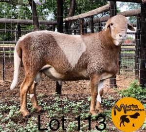 LOT 113 1 x MEATMASTER RAM Mhata Meatmasters