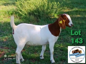 LOT 143 1 x BOER GOAT EWE Toy Katjihova