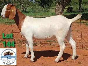 LOT 144 1 x BOER GOAT EWE Toy Katjihova