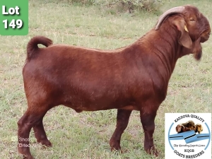 LOT 149 1 x KALAHARI RED BUCK Toy Katjihova