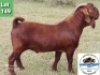 LOT 149 1 x KALAHARI RED BUCK Toy Katjihova