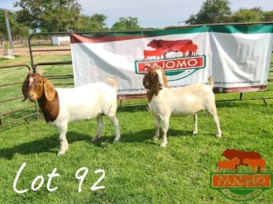 LOT 92 2 x BOER GOAT EWE Palo Mokwena