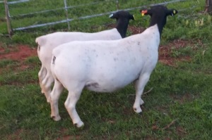 LOT 167 1+1 x DORPER EWE + LAMB Phillip van Schalkwyk (PAY PER PIECE TO TAKE THE LOT)