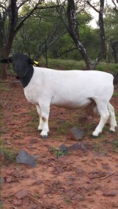 LOT 168 1 x DORPER RAM Phillip van Schalkwyk