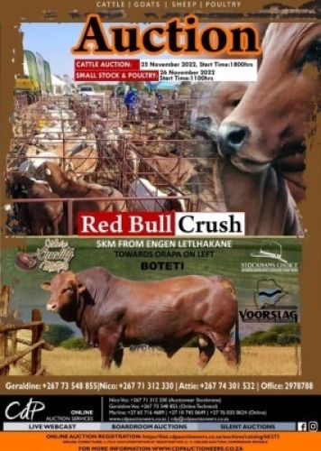 LOT 22 2 x BEEFMASTER PREGNANT COWS Jaras(PTY)LTD (PAY PER PIECE TO TAKE ALL)