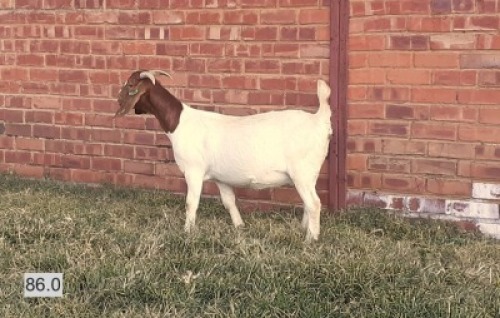 1X BOERBOK OOI/EWE LAS VACUS BOERDERY - KUDDE