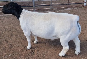 LOT 9 1X DORPER T5 RAM MICKEY PHILLIPS & SON