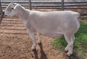 LOT 5 1X WHITE DORPER T5 RAM ASHLEY PHILLIPS WHTE DORPERS