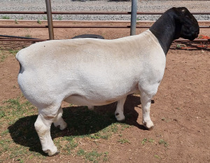 LOT 10 1X DORPER STUD RAM MICKEY PHILLIPS & SON