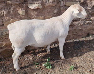 LOT 12 1X WHITE DORPER STUD RAM ASHLEY PHILLIPS WHTE DORPERS