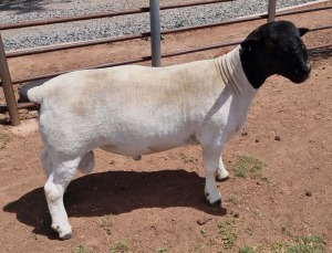 LOT 17 1X DORPER STUD RAM MICKEY PHILLIPS & SON