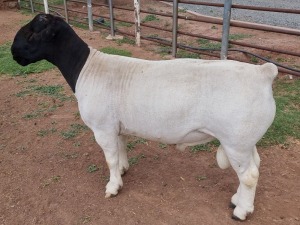 LOT 18 1X DORPER T5 RAM MICKEY PHILLIPS & SON