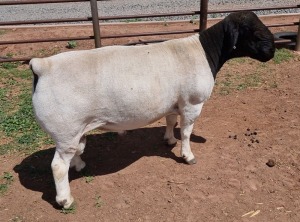 LOT 19 1X DORPER T5 RAM MICKEY PHILLIPS & SON