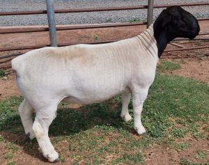 LOT 11 1X DORPER STUD RAM MICKEY PHILLIPS & SON