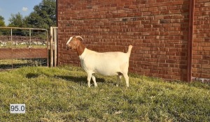 1X BOERBOK OOI/EWE LAS VACUS BOERDERY - STOET