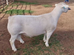 LOT 20 1X WHITE DORPER T5 RAM ASHLEY PHILLIPS WHTE DORPERS