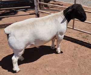 LOT 21 1X DORPER STUD RAM ASHLEY PHILLIPS WHTE DORPERS