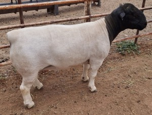 LOT 23 1X DORPER FLOCK RAM MICKEY PHILLIPS & SON