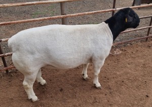 LOT 1 1X DORPER STUD RAM MICKEY PHILLIPS & SON