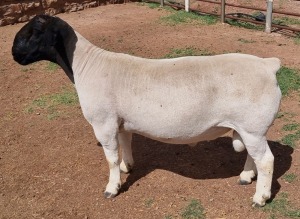 LOT 3 1X DORPER T5 RAM MICKEY PHILLIPS & SON