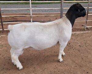 LOT 2 1X DORPER T5 RAM MICKEY PHILLIPS & SON