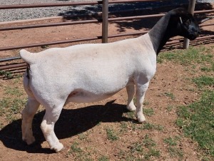 LOT 1 1+1X DORPER T5 EWE MICKEY PHILLIPS & SON