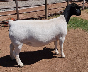 LOT 2 1X DORPER T5 EWE MICKEY PHILLIPS & SON