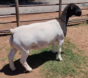 LOT 3 1X DORPER T5 EWE MICKEY PHILLIPS & SON