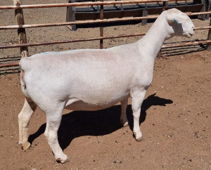 LOT 6 1+1X WHITE DORPER T5 EWE ASHLEY PHILLIPS WHTE DORPERS