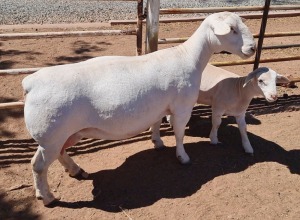 LOT 7 1+1X WHITE DORPER T5 EWE ASHLEY PHILLIPS WHTE DORPERS