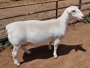 LOT 8 1+1X WHITE DORPER T5 EWE ASHLEY PHILLIPS WHTE DORPERS