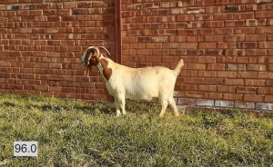 1X BOERBOK OOI/EWE LAS VACUS BOERDERY - STOET