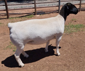 LOT 5 1X DORPER T5 EWE MICKEY PHILLIPS & SON