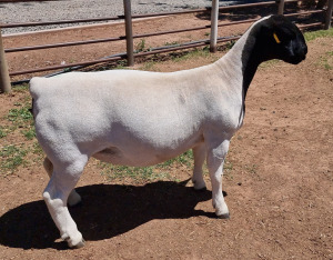 LOT 4 1X DORPER T5 EWE MICKEY PHILLIPS & SON