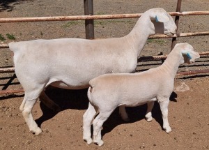 LOT 9 1+1X WHITE DORPER T5 EWE ASHLEY PHILLIPS WHTE DORPERS