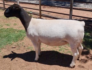 LOT 16 1X DORPER STUD EWE MICKEY PHILLIPS & SON